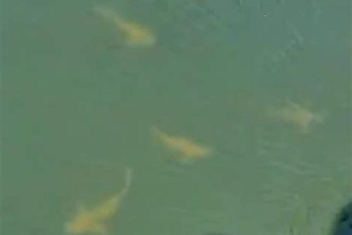 Champix champix packaging canada pills