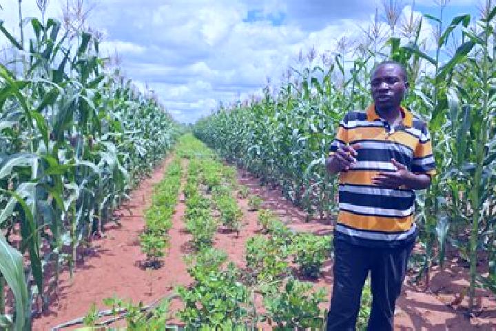 Cialis how much cialis is in royal honey tablet