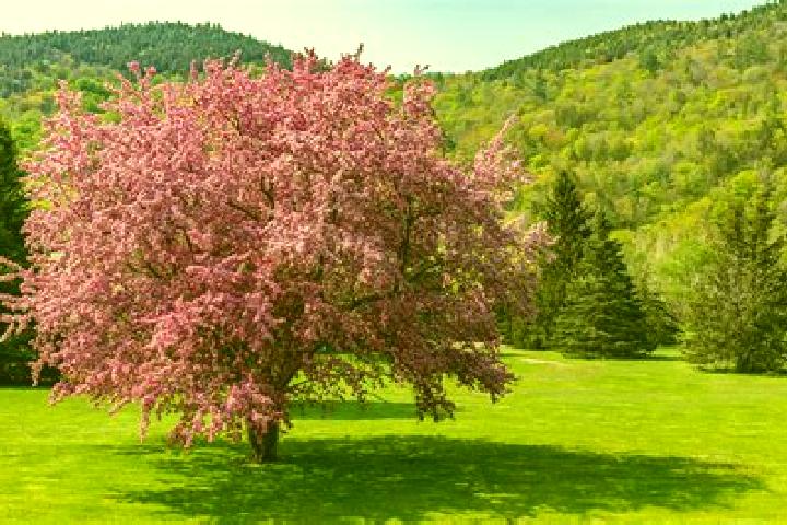 Cialis similar to cialis pills