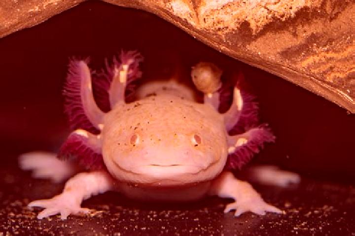 Levitra levitra standard dosage tablet
