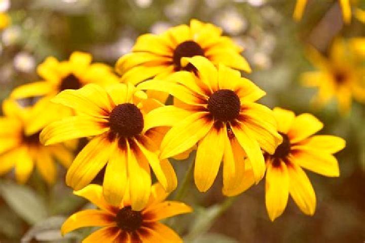 Prednisolone is prednisolone safe for allergy cough tablet