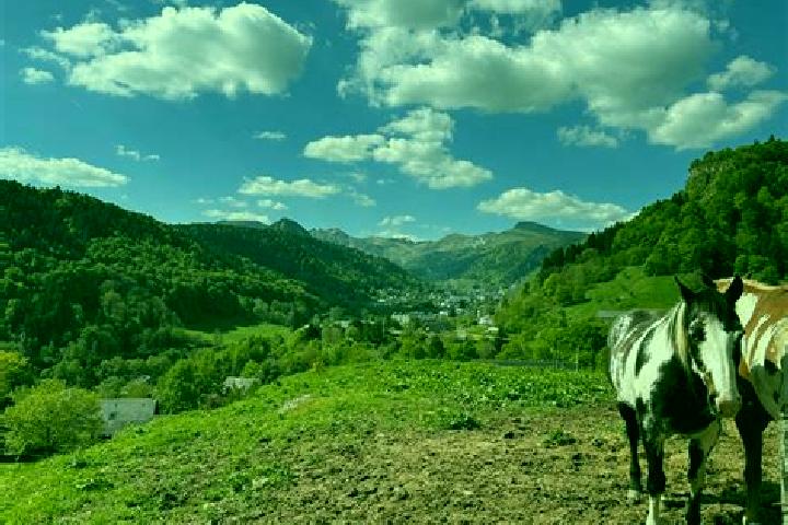 Provigil conversion from nuvigil to provigil tablet