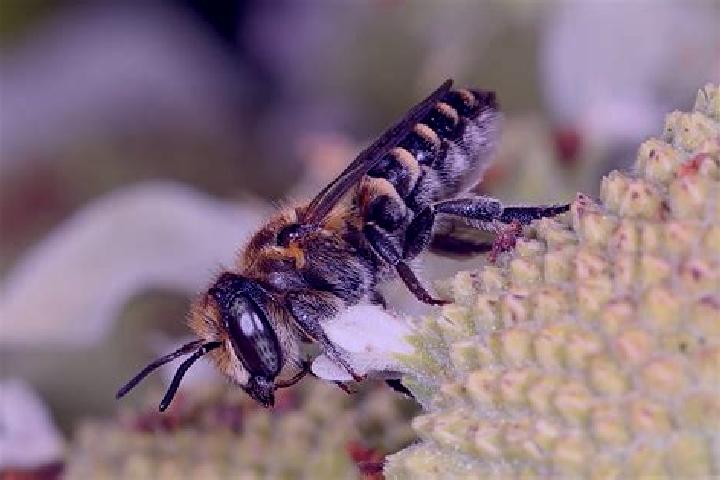 Provigil vyvanse provigil interaction tablet