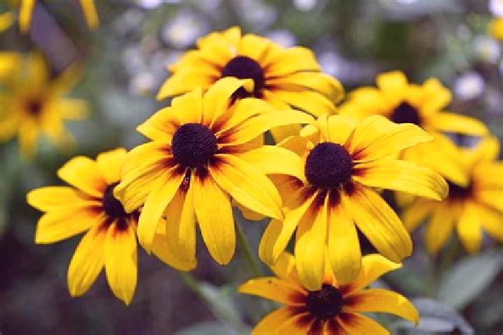 Viagra which works better viagra or cialis pills